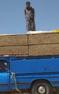 فروش کاه گندم دیم