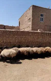 میش گلگی دندان دار قلم دار بوری و دوبر افشار