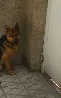 سگ ژرمن