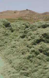 فروش طلای سبز(یونجه)