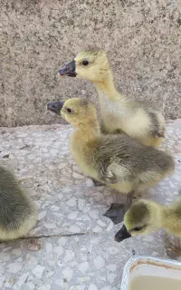 جوجه قوغازاوکراینی هددارقب دار