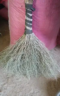 جارو دستی