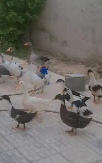 فروش اردک وغاز