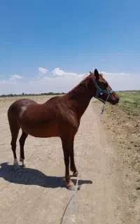 مادیان