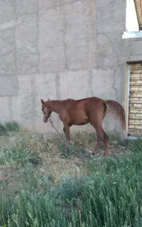اسب مادیان
