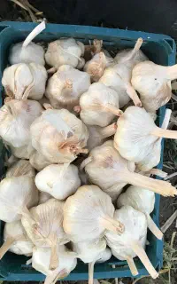 سیر