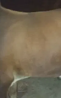 گاونر