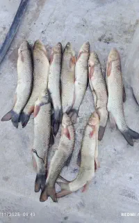 زرده ماسی تازه