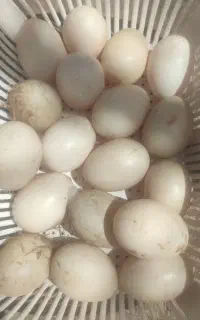 تخم اردک اسرائیلی