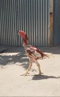 خروس لاری اصل