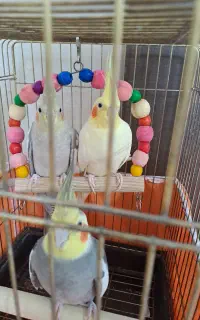 فروش عروس هلندی