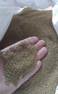بذر یونجه