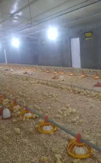 استخدام کارگر ماهر مرغداری