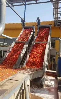 کار درکارخانه شوریجات و رب گوجه