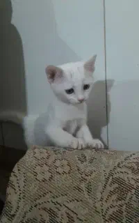 واگذاری گربه