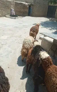 ۶عدد بره نرداشتی