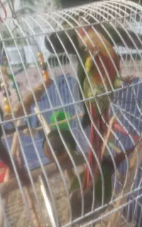 طوطی گرینچیک