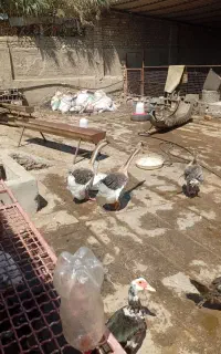 اردک خارجی قوغاز اصل سنگین وزن مرغ لاری و محلی
