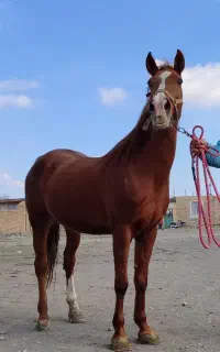 اسب مادیان و کره