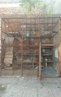 قفس پرندگان