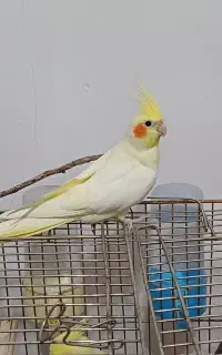یک جفت عروس هلندی