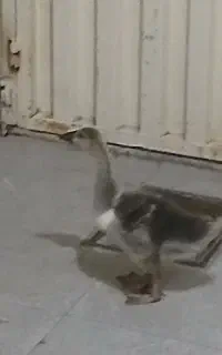 قو غاز