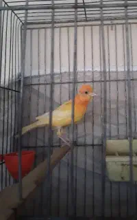 قناری نر