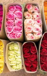 انواع رز هلندی بسته 20 شاخه