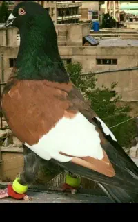کبوتر باخت کرده