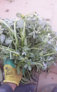 گیاه درمانی  خرفه