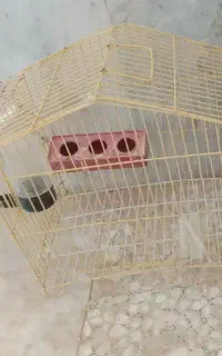 قفس پرنده صحیح و سالم