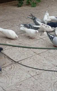 کبوتر دمگیر