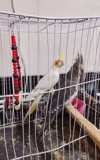 عروس هلندی نر و ماده