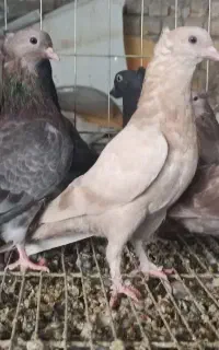 کبوتر سبز و زرد