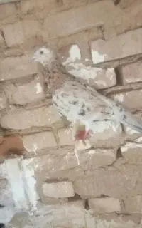 کبوتر