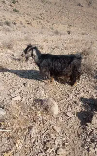 اهو کوهی
