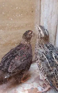 جوجه مرغ و بلدرچین