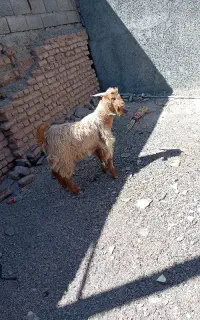 بزغاله نر
