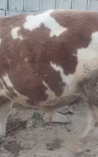 سلام گوساله نرسمینتال ۷ماهه