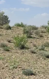 نیازمند استا بنا،جهت ساخت خونه‌باغچه