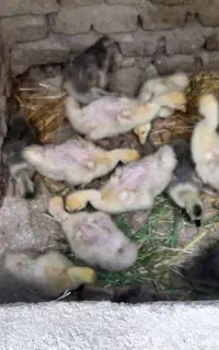 فروش جوجه قو غاز