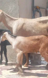 بز هل دوقلوزا وبز آبستن و شکالی ناب