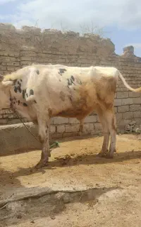 گاو قربانی نر. کلاله روستای دهنه،
