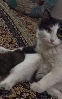 گربه