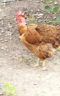 مرغ محلی و اردک روسی نر