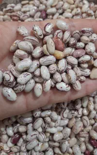 لوبیا چیتی