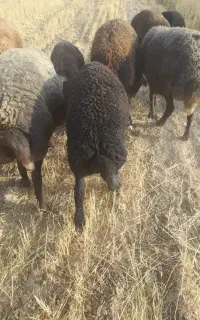 بره میش بز
