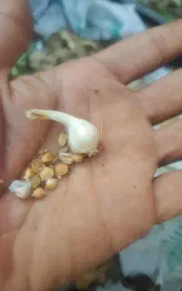 بذر سیر کوهستانی