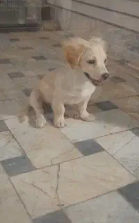 سگ پاکوتاه