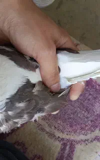 سه تا کفتر تمیز